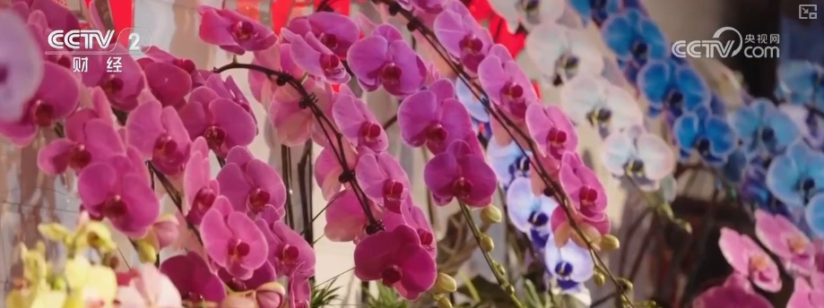 颜值寓意在线！年宵花市开启“抢购模式” 小众品种成“当家花旦”购销两旺