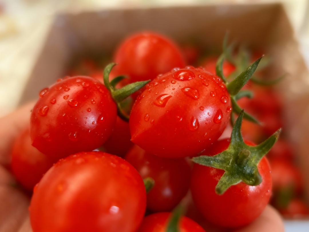 原来圣女果和西红柿是这层关系！颜色不同，差别居然这么大！