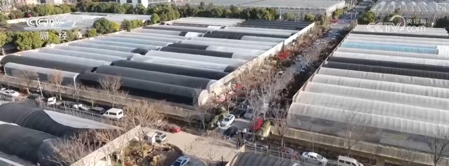 颜值寓意在线！年宵花市开启“抢购模式” 小众品种成“当家花旦”购销两旺