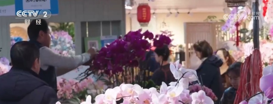 颜值寓意在线！年宵花市开启“抢购模式” 小众品种成“当家花旦”购销两旺