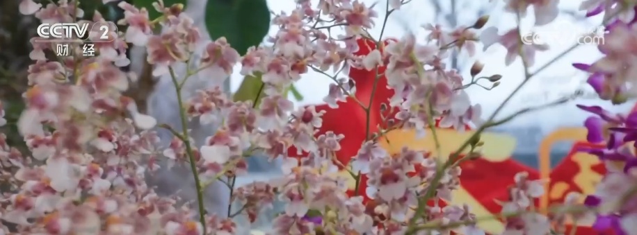 颜值寓意在线！年宵花市开启“抢购模式” 小众品种成“当家花旦”购销两旺