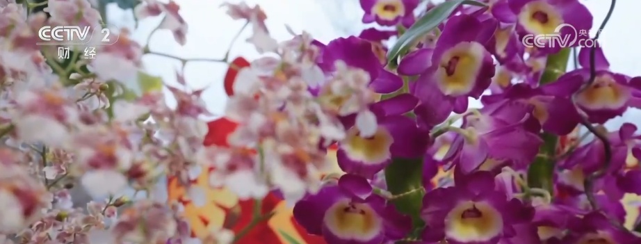 颜值寓意在线！年宵花市开启“抢购模式” 小众品种成“当家花旦”购销两旺