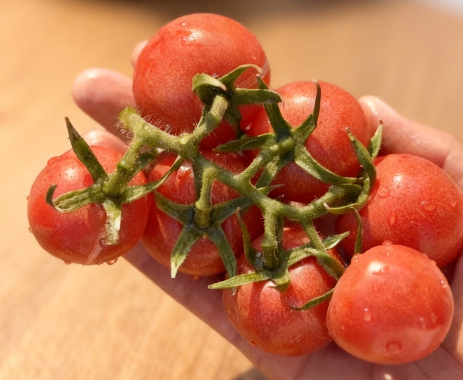 原来圣女果和西红柿是这层关系！颜色不同，差别居然这么大！