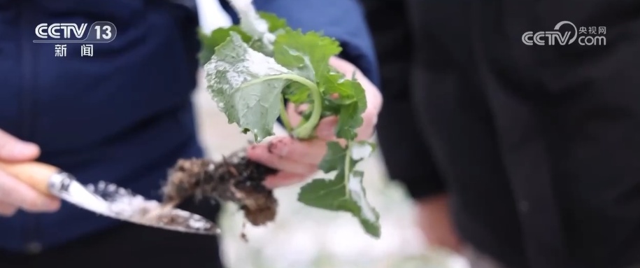 多部门打出精准服务“组合拳”应对低温 全力保障群众生产生活平稳有序