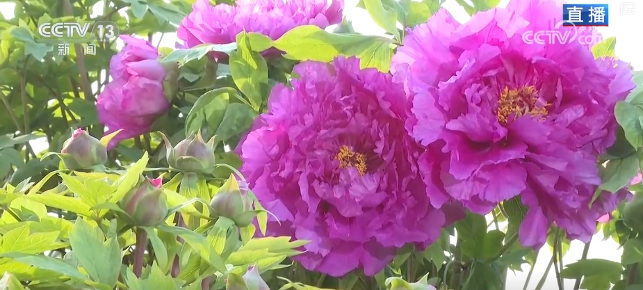 美丽经济为消费“增”色“添”活力 “好颜值”转化“好价值”助农增收 美丽经济为消费“增”色“添”活力 “好颜值”转化“好价值”助农增收