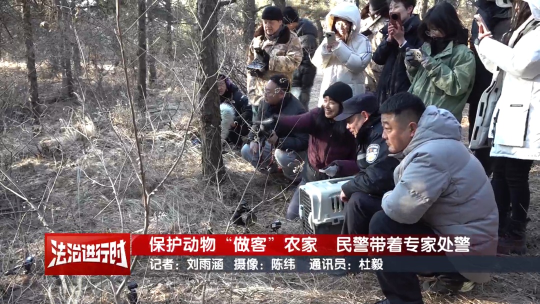 豹猫跑到了鸽农家，北京警察：我看看怎么个事儿？