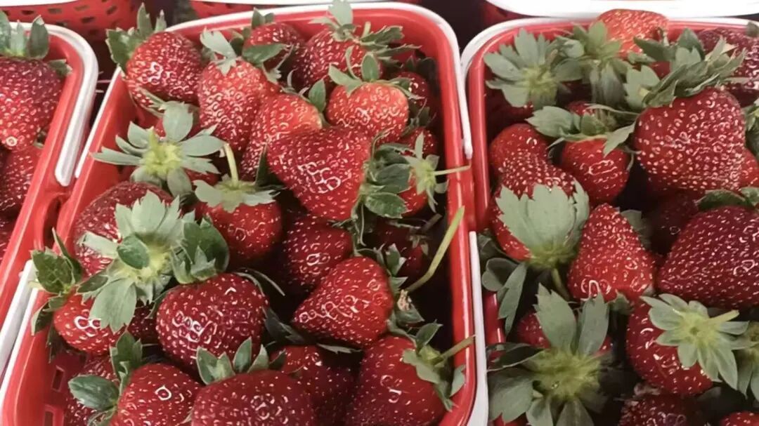 “黑草莓600块一公斤？”全网坐等云南出手