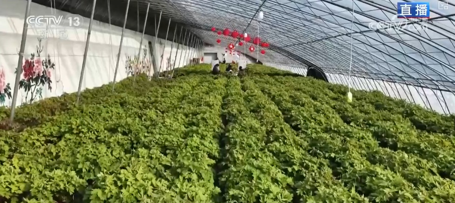 美丽经济为消费“增”色“添”活力 “好颜值”转化“好价值”助农增收 美丽经济为消费“增”色“添”活力 “好颜值”转化“好价值”助农增收