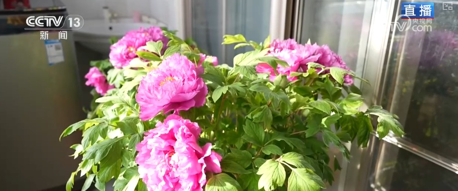 美丽经济为消费“增”色“添”活力 “好颜值”转化“好价值”助农增收 美丽经济为消费“增”色“添”活力 “好颜值”转化“好价值”助农增收