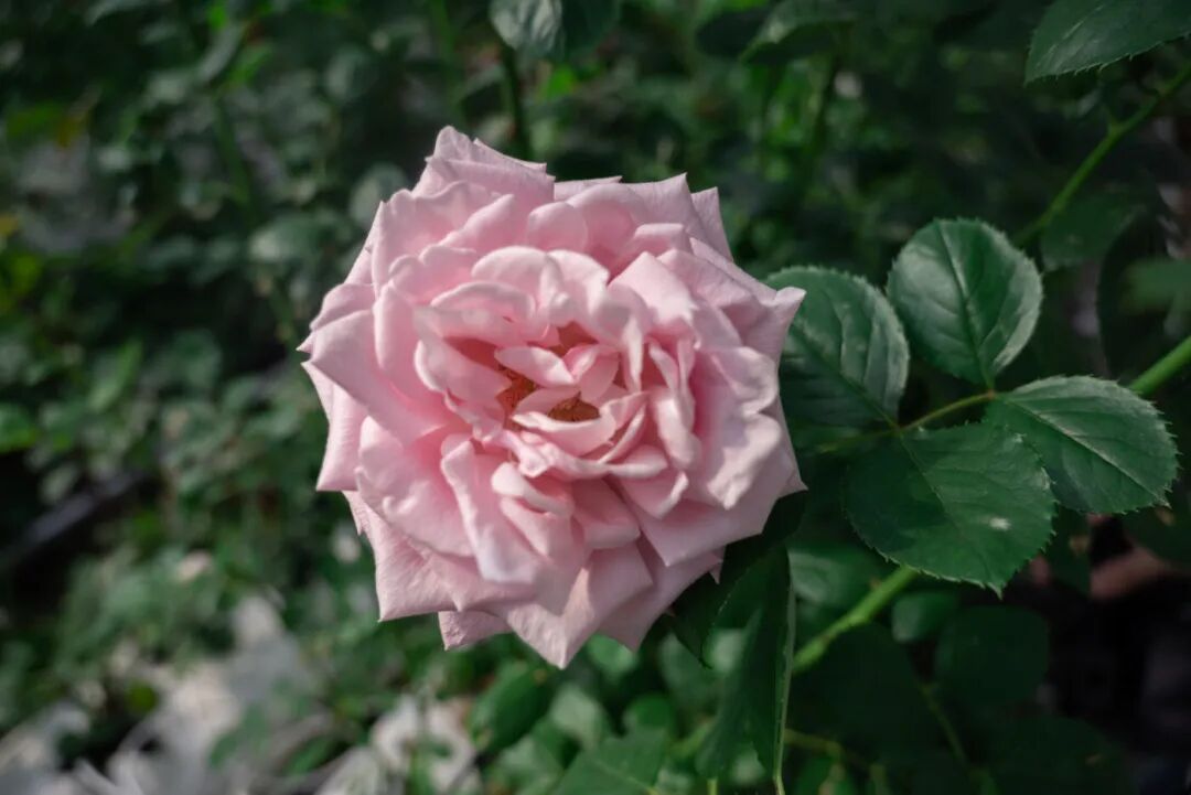 官方回应｜为什么是“娇龙”