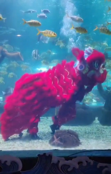 海洋馆推出水下舞狮表演 网友趣评：东海龙宫开业了？