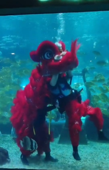 海洋馆推出水下舞狮表演 网友趣评：东海龙宫开业了？