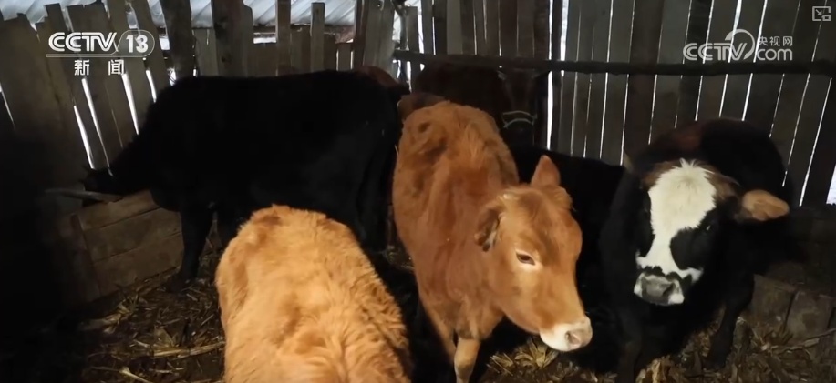 除冰保畅、踏冰送水、指导生产 多部门精准施策办好民生实事保障百姓生产生活