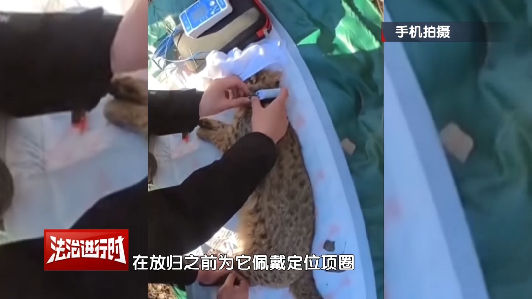 豹猫跑到了鸽农家，北京警察：我看看怎么个事儿？