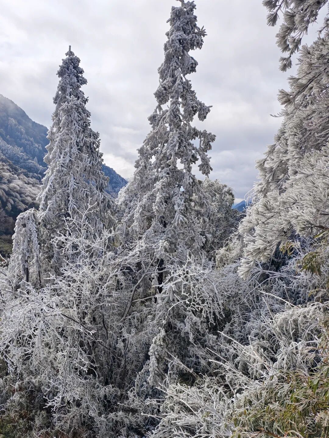 霜冻、结冰、雨夹雪!福建明天最低-4℃,何时能回暖? 霜冻、结冰、雨夹雪!福建明天最低-4℃,何时能回暖?