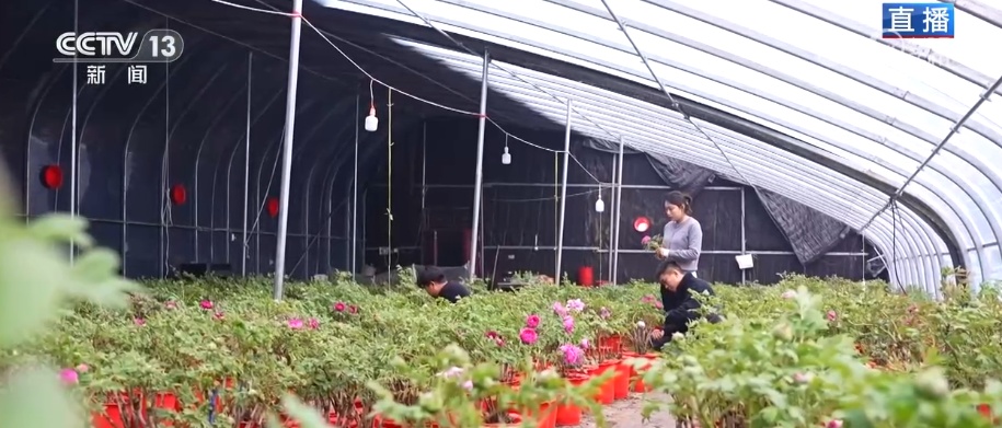 美丽经济为消费“增”色“添”活力 “好颜值”转化“好价值”助农增收 美丽经济为消费“增”色“添”活力 “好颜值”转化“好价值”助农增收