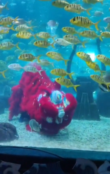 海洋馆推出水下舞狮表演 网友趣评：东海龙宫开业了？