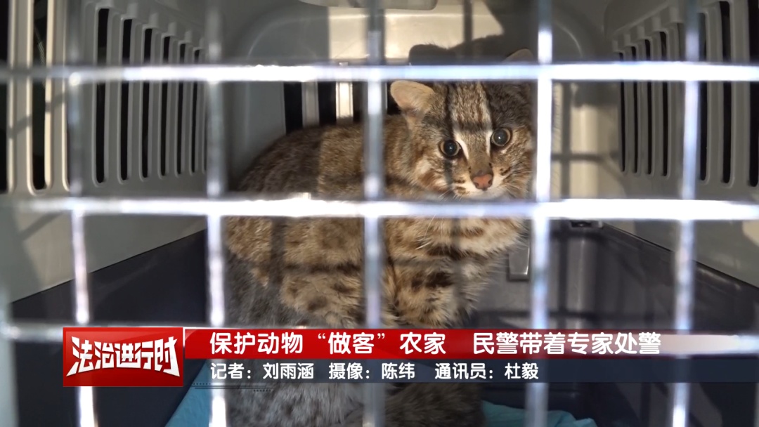 豹猫跑到了鸽农家，北京警察：我看看怎么个事儿？