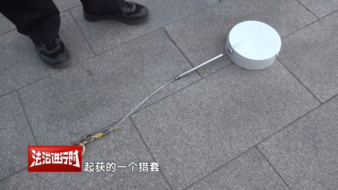 豹猫跑到了鸽农家，北京警察：我看看怎么个事儿？