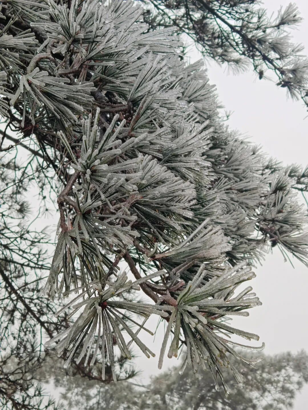 霜冻、结冰、雨夹雪!福建明天最低-4℃,何时能回暖? 霜冻、结冰、雨夹雪!福建明天最低-4℃,何时能回暖?