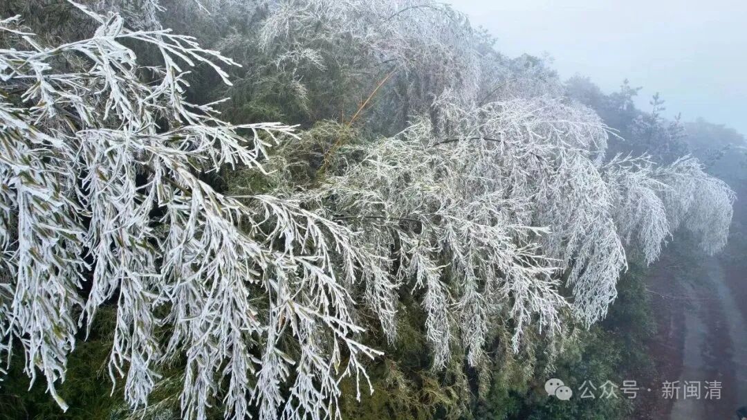 霜冻、结冰、雨夹雪!福建明天最低-4℃,何时能回暖? 霜冻、结冰、雨夹雪!福建明天最低-4℃,何时能回暖?