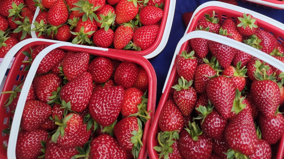 “黑草莓600块一公斤？”全网坐等云南出手