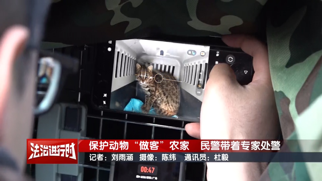 豹猫跑到了鸽农家，北京警察：我看看怎么个事儿？