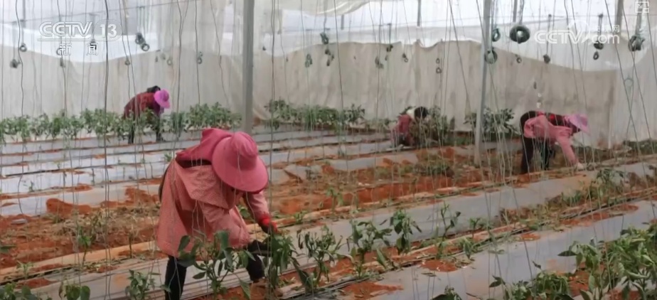 除冰保畅、踏冰送水、指导生产 多部门精准施策办好民生实事保障百姓生产生活