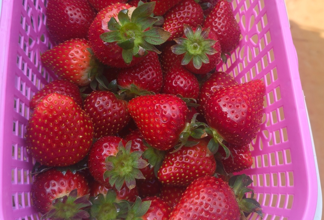 “黑草莓600块一公斤？”全网坐等云南出手