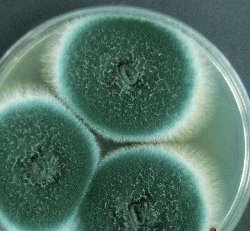 紧急提醒！这种Ⅰ类致癌物，几乎家家都有！