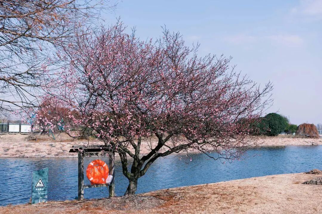 寒潮结束上海气温触底大反弹 罕见“双梅同放”盛景→