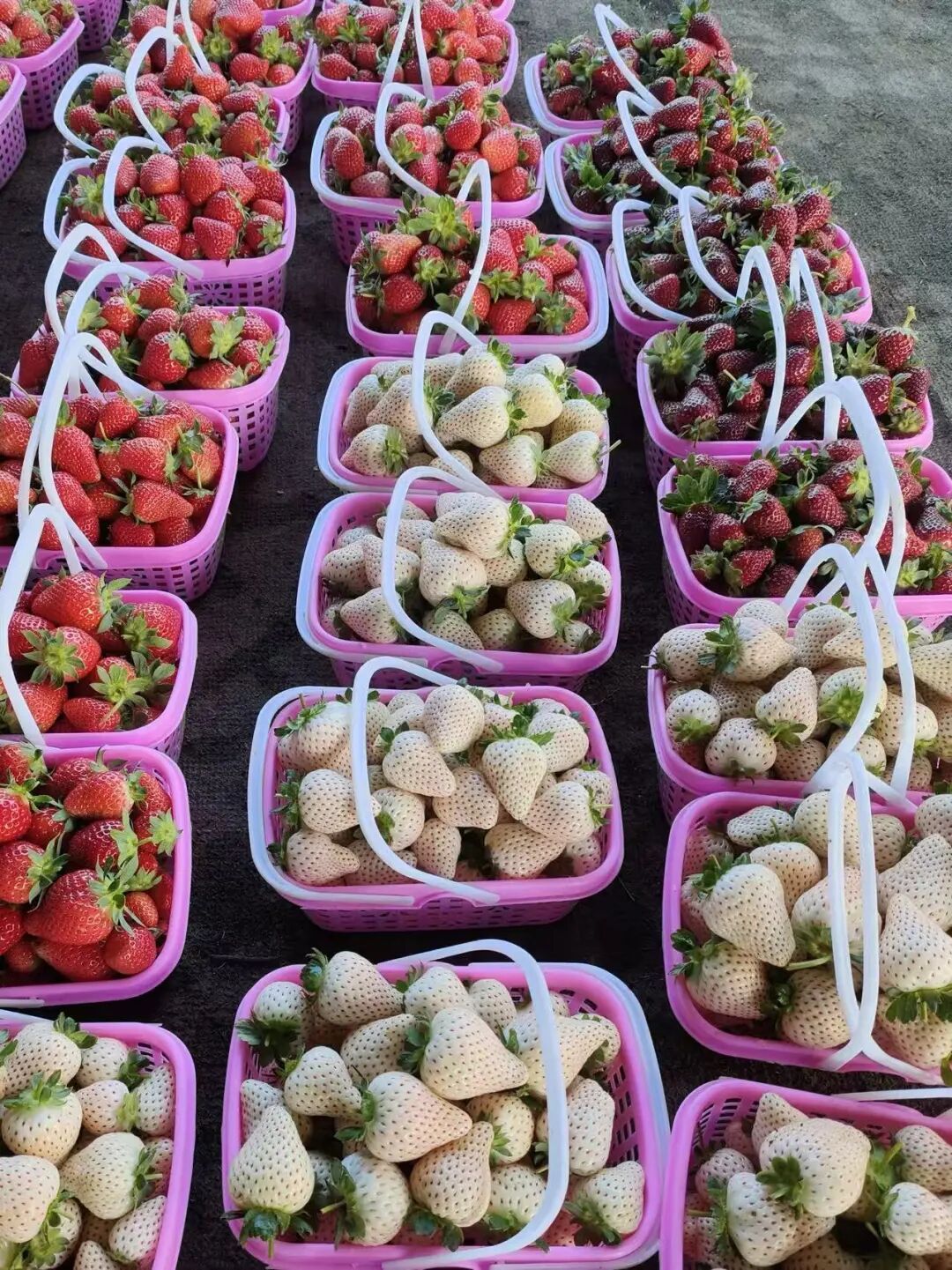 “黑草莓600块一公斤？”全网坐等云南出手