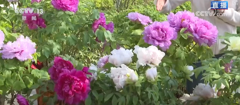 美丽经济为消费“增”色“添”活力 “好颜值”转化“好价值”助农增收 美丽经济为消费“增”色“添”活力 “好颜值”转化“好价值”助农增收