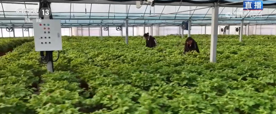 美丽经济为消费“增”色“添”活力 “好颜值”转化“好价值”助农增收 美丽经济为消费“增”色“添”活力 “好颜值”转化“好价值”助农增收