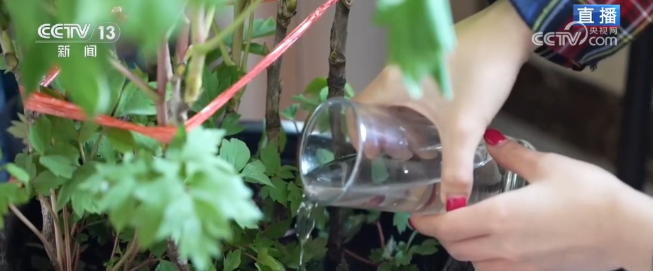 美丽经济为消费“增”色“添”活力 “好颜值”转化“好价值”助农增收 美丽经济为消费“增”色“添”活力 “好颜值”转化“好价值”助农增收