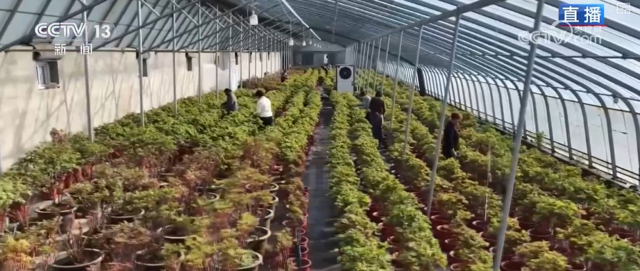 美丽经济为消费“增”色“添”活力 “好颜值”转化“好价值”助农增收 美丽经济为消费“增”色“添”活力 “好颜值”转化“好价值”助农增收