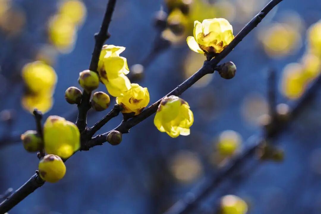 寒潮结束上海气温触底大反弹 罕见“双梅同放”盛景→