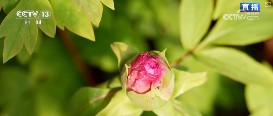 美丽经济为消费“增”色“添”活力 “好颜值”转化“好价值”助农增收 美丽经济为消费“增”色“添”活力 “好颜值”转化“好价值”助农增收
