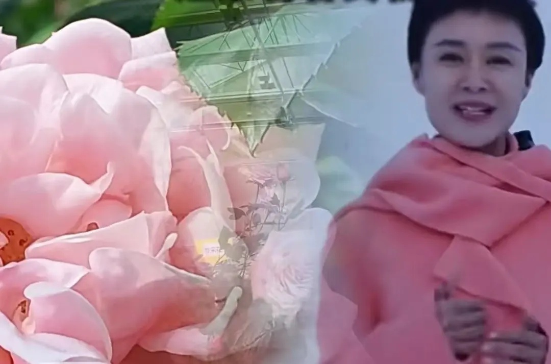 新品种月季，被正式命名为“娇龙”