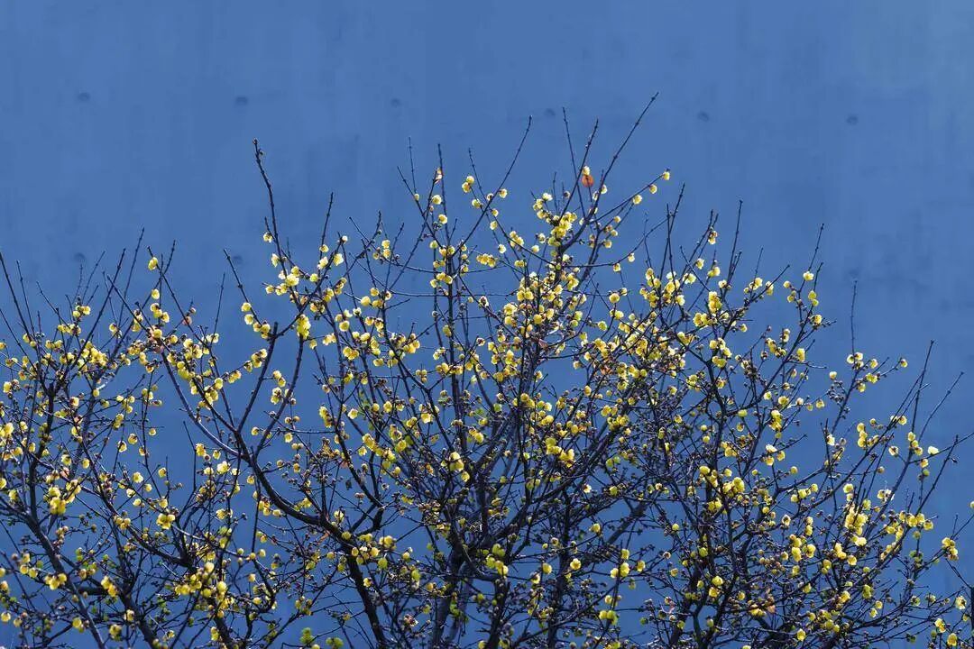 寒潮结束上海气温触底大反弹 罕见“双梅同放”盛景→