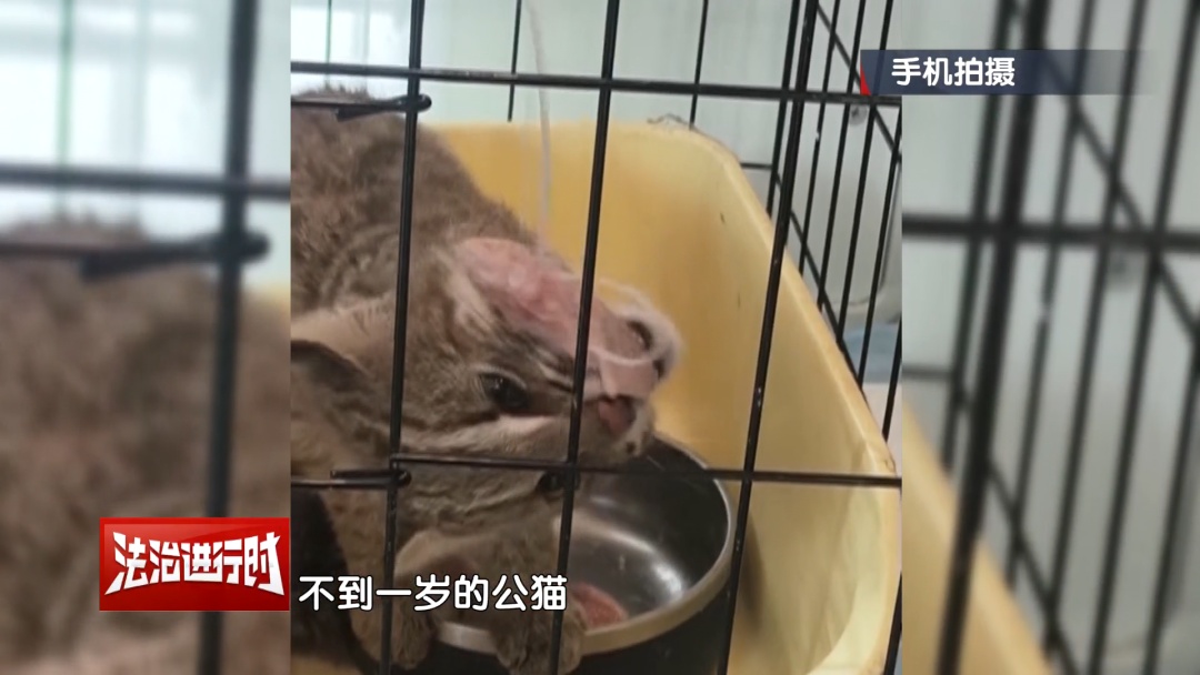 豹猫跑到了鸽农家，北京警察：我看看怎么个事儿？