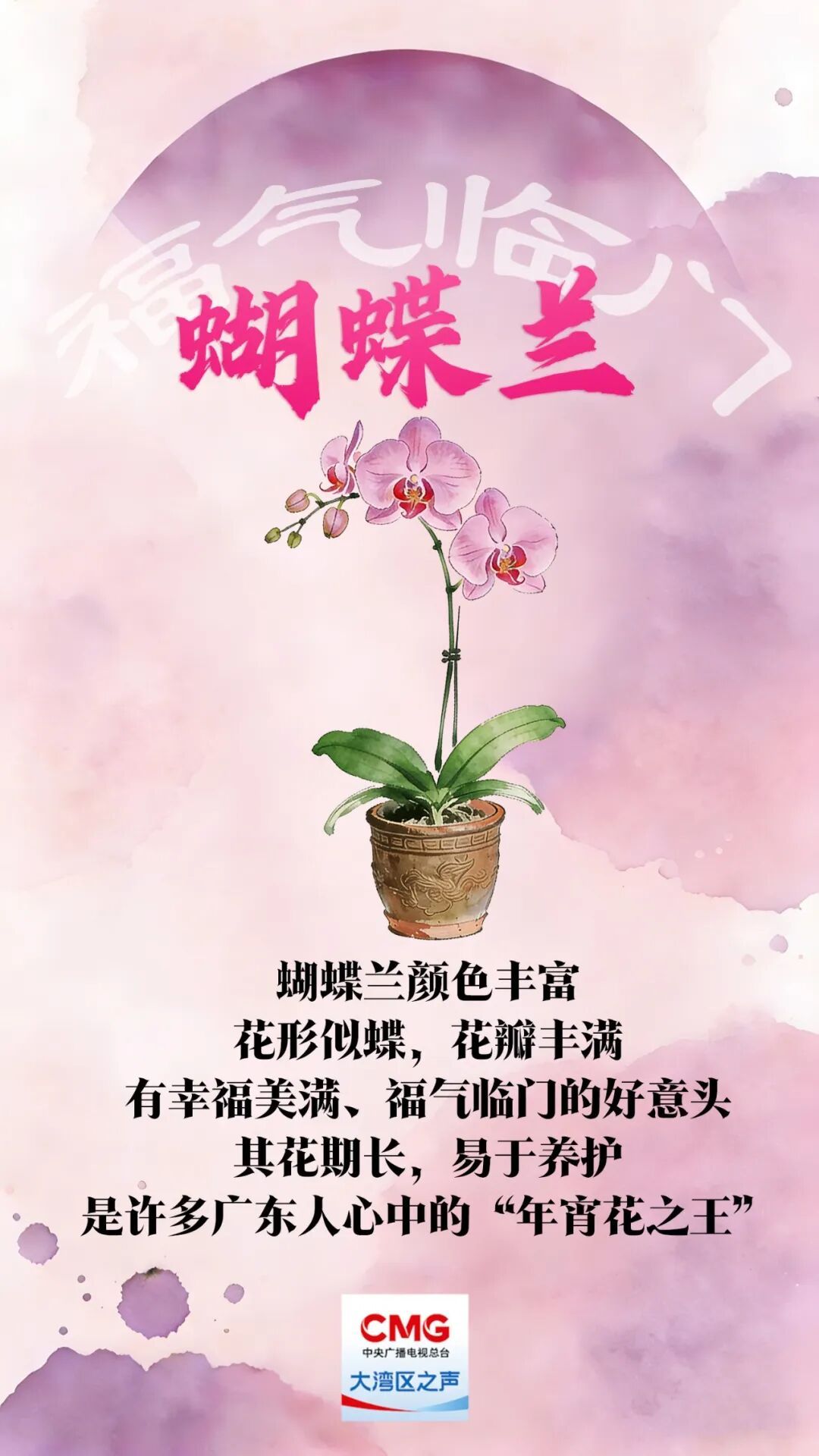 “乱花渐欲迷人眼”？老广的年味都藏在这里