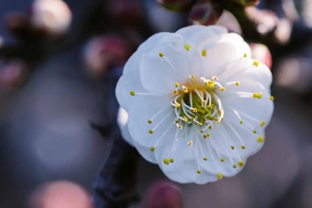 寒潮结束上海气温触底大反弹 罕见“双梅同放”盛景→