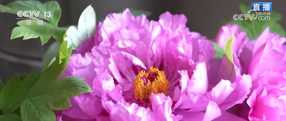 美丽经济为消费“增”色“添”活力 “好颜值”转化“好价值”助农增收 美丽经济为消费“增”色“添”活力 “好颜值”转化“好价值”助农增收