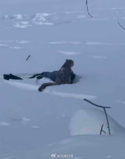 官方通报雪豹咬伤滑雪游客已被救治