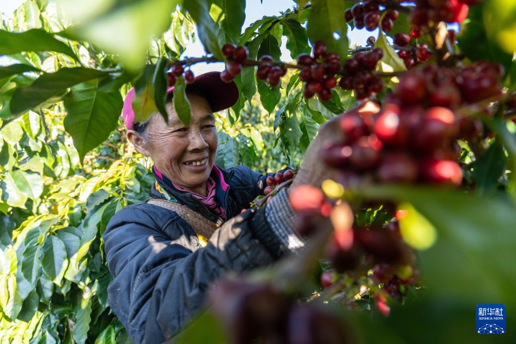 云南临沧:构建咖啡“从种到杯”全产业链 云南临沧:构建咖啡“从种到杯”全产业链