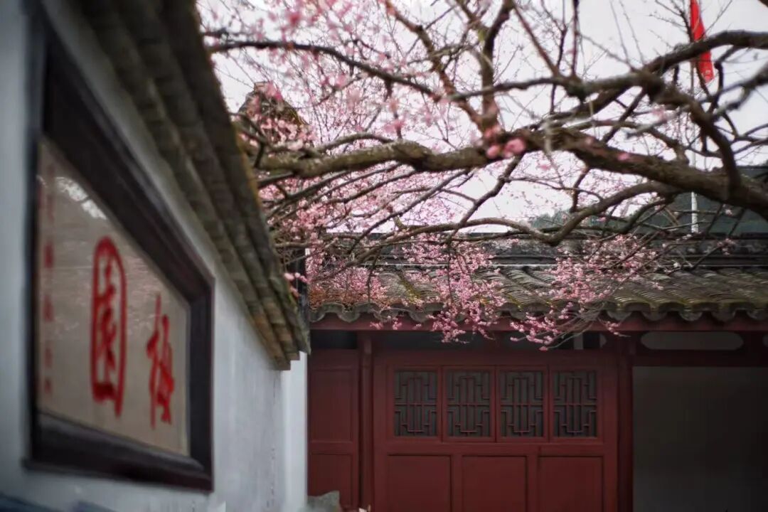 千年古刹染梅香！福州人久等的林阳寺梅花开了！很多人赶去打卡……