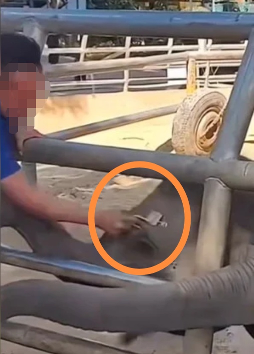 饲养员用金属锁多次砸向小象被指暴力虐待！西双版纳野生动物园致歉