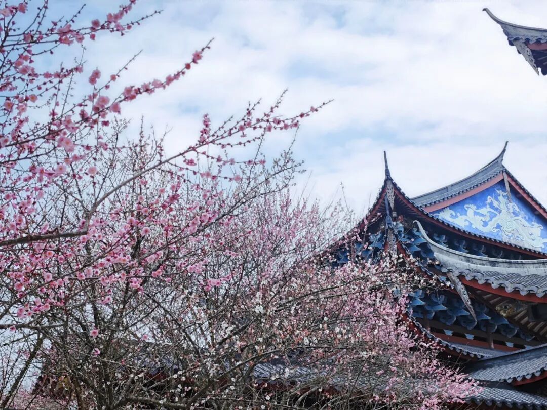 千年古刹染梅香！福州人久等的林阳寺梅花开了！很多人赶去打卡……