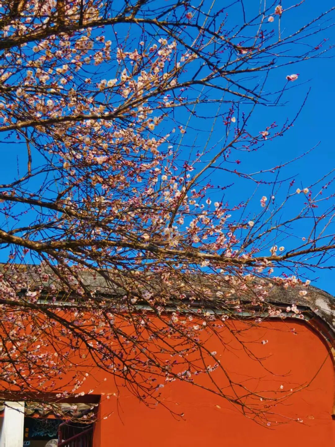 千年古刹染梅香！福州人久等的林阳寺梅花开了！很多人赶去打卡……